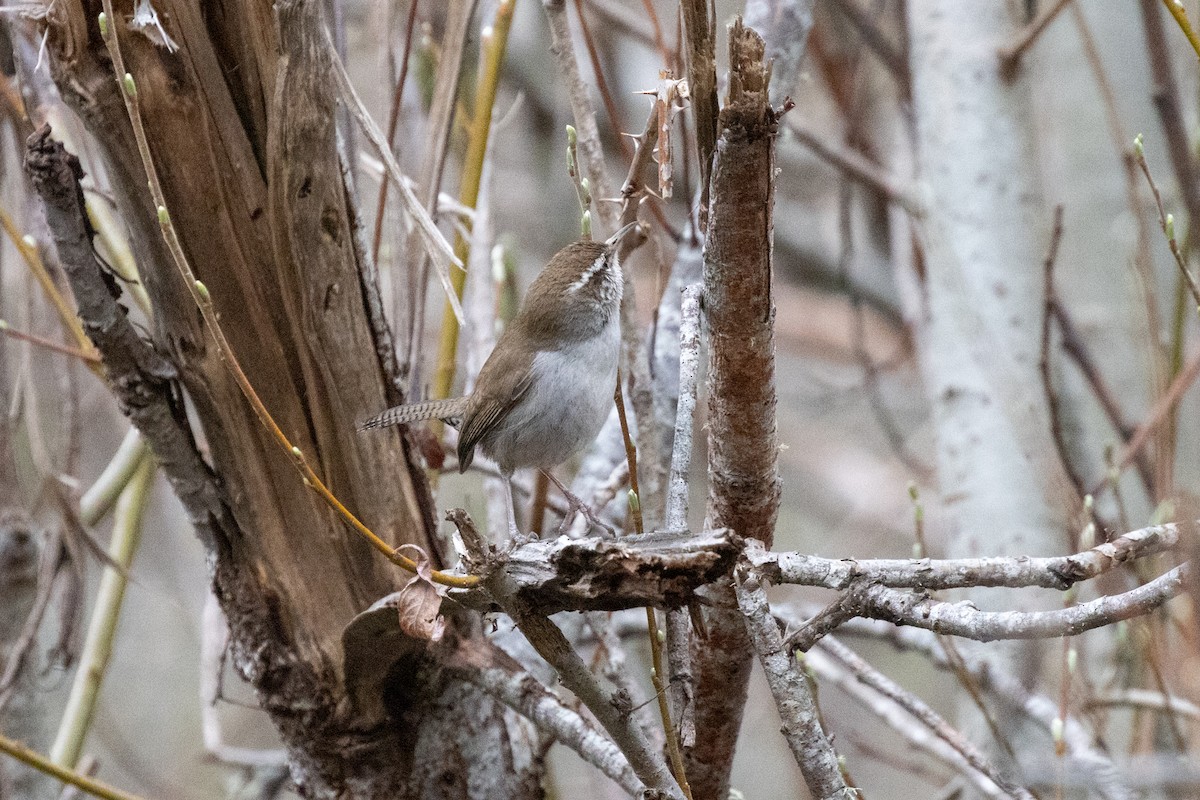 Bewick's Wren - ML632517628