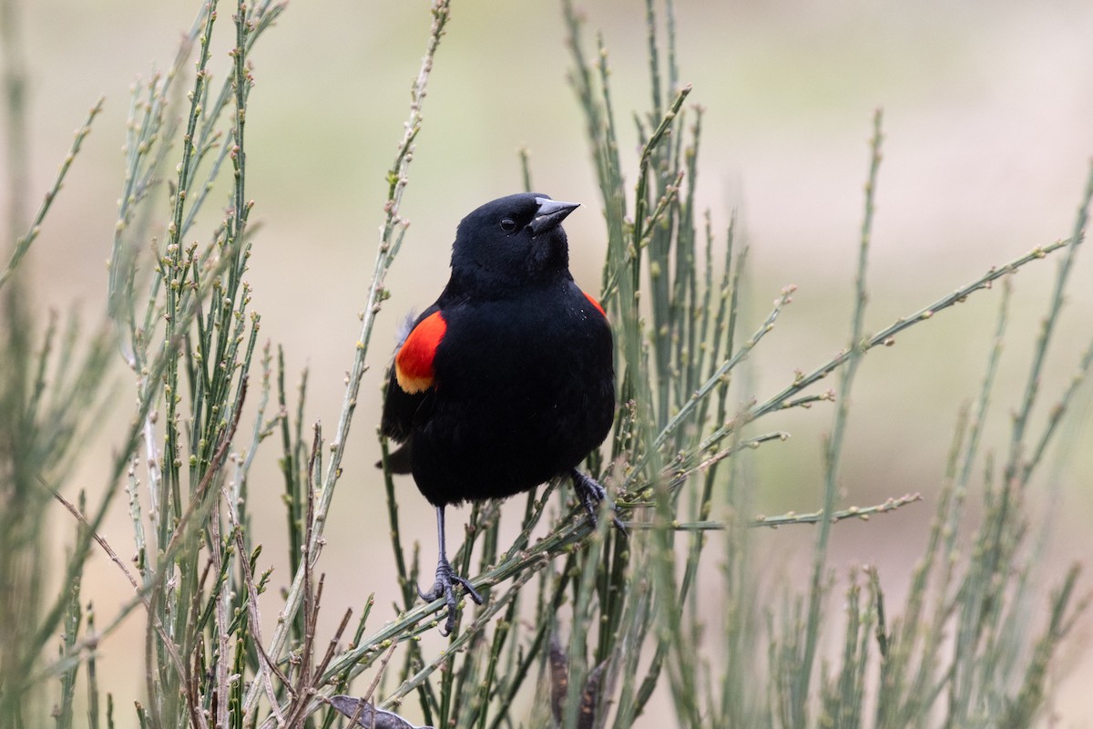 Red-winged Blackbird - ML632517641