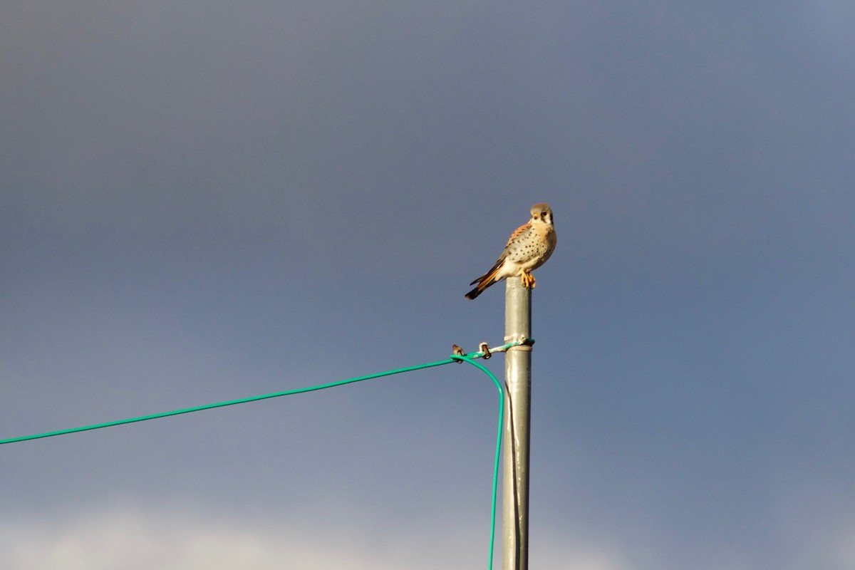American Kestrel - ML632517665