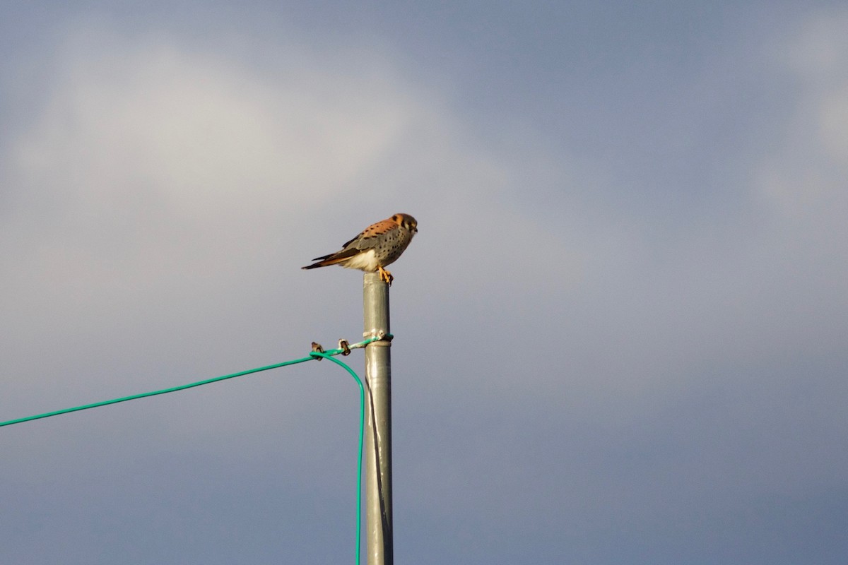 American Kestrel - ML632517666