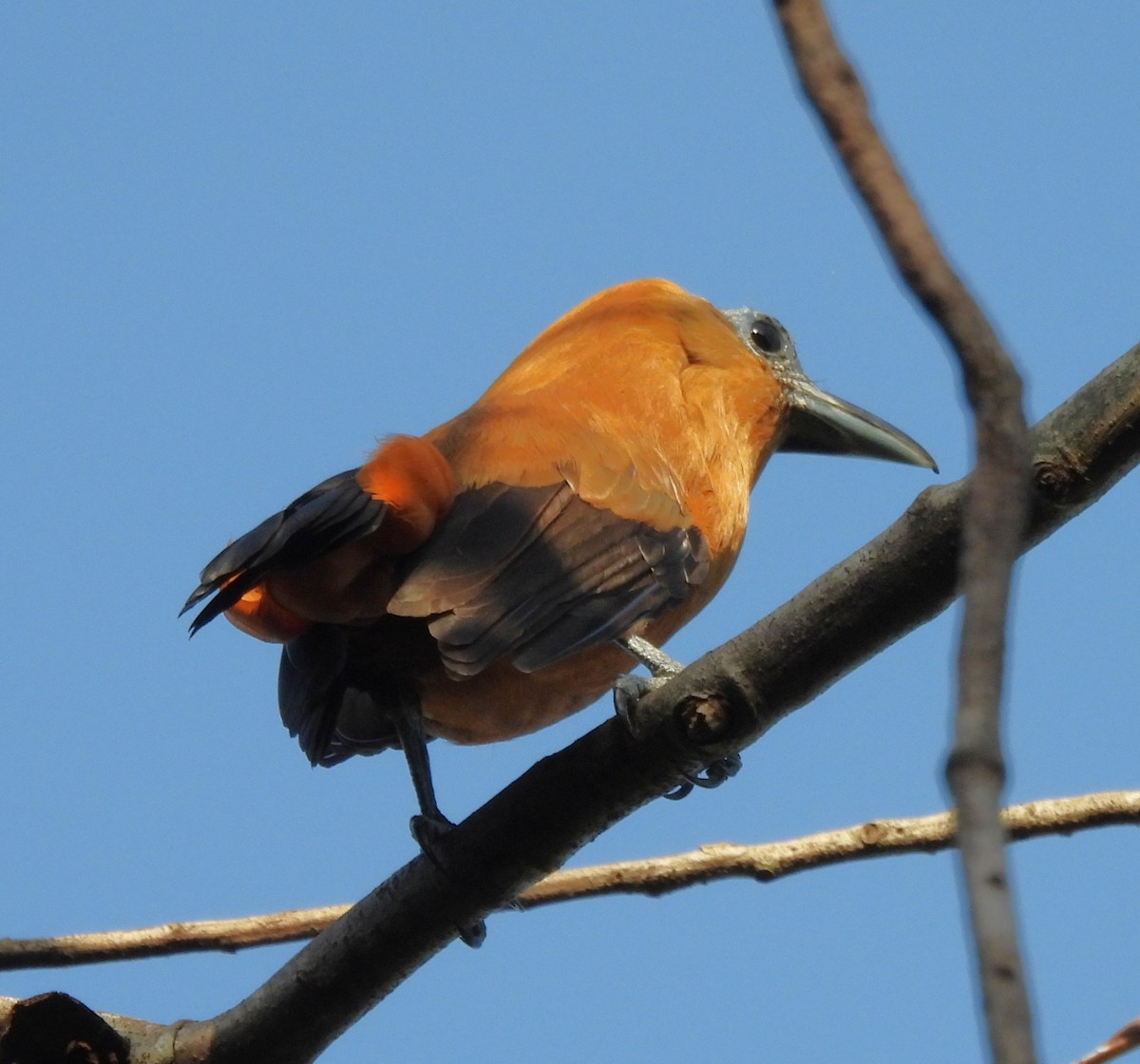 Capuchinbird - ML632517914