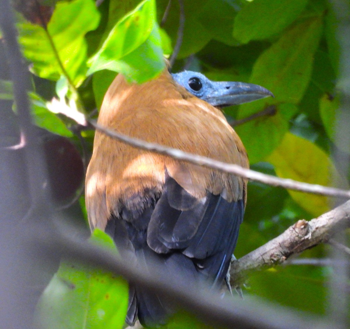 Capuchinbird - ML632517915