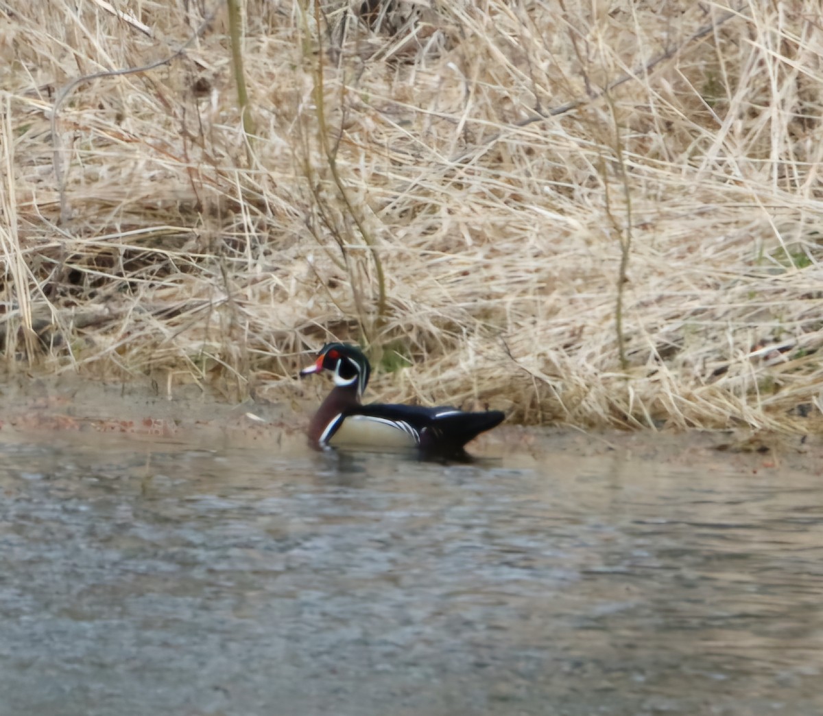 Wood Duck - ML632517986