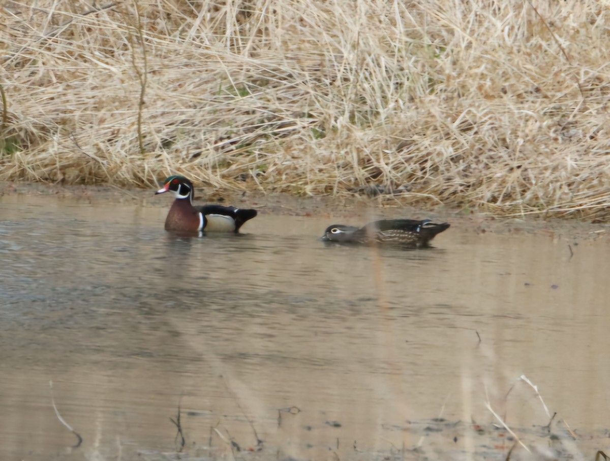 Wood Duck - ML632517997