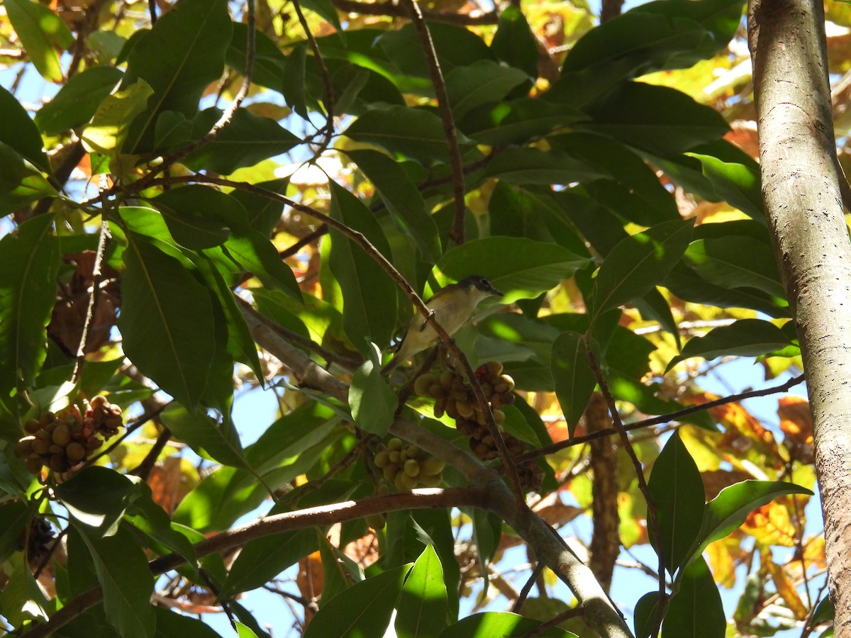 Graukopfvireo - ML632518019
