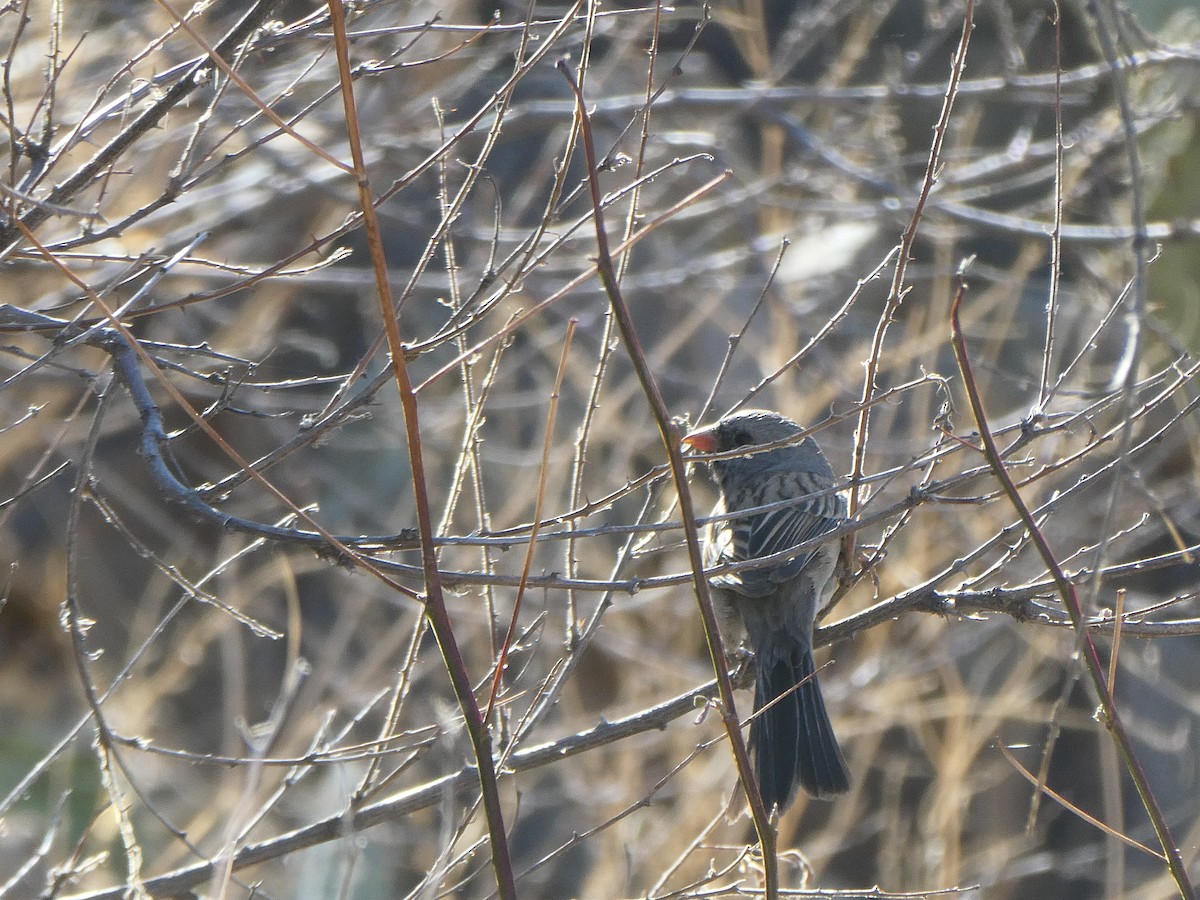 Black-chinned Sparrow - ML632518032