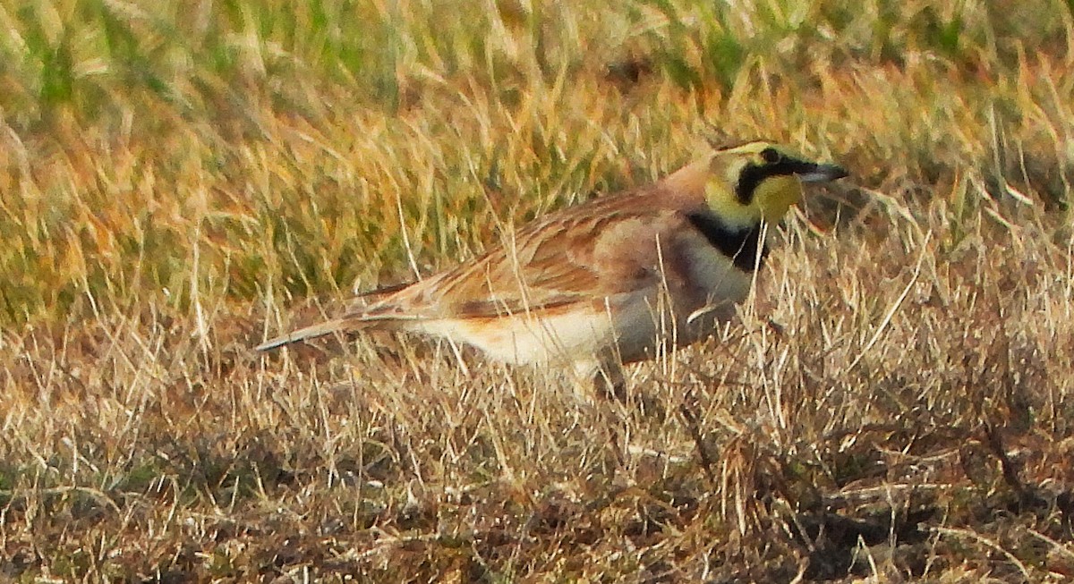 Horned Lark - ML632518317