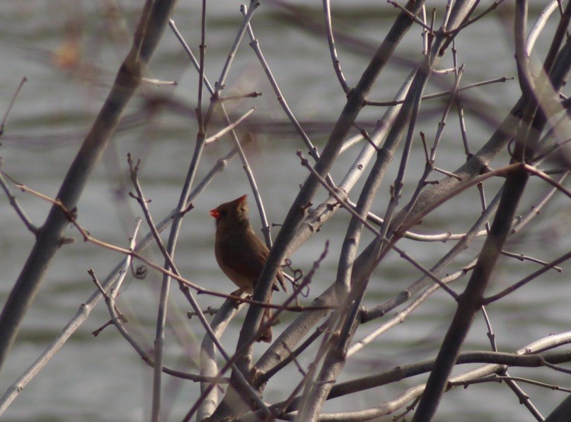 Northern Cardinal - ML632518350