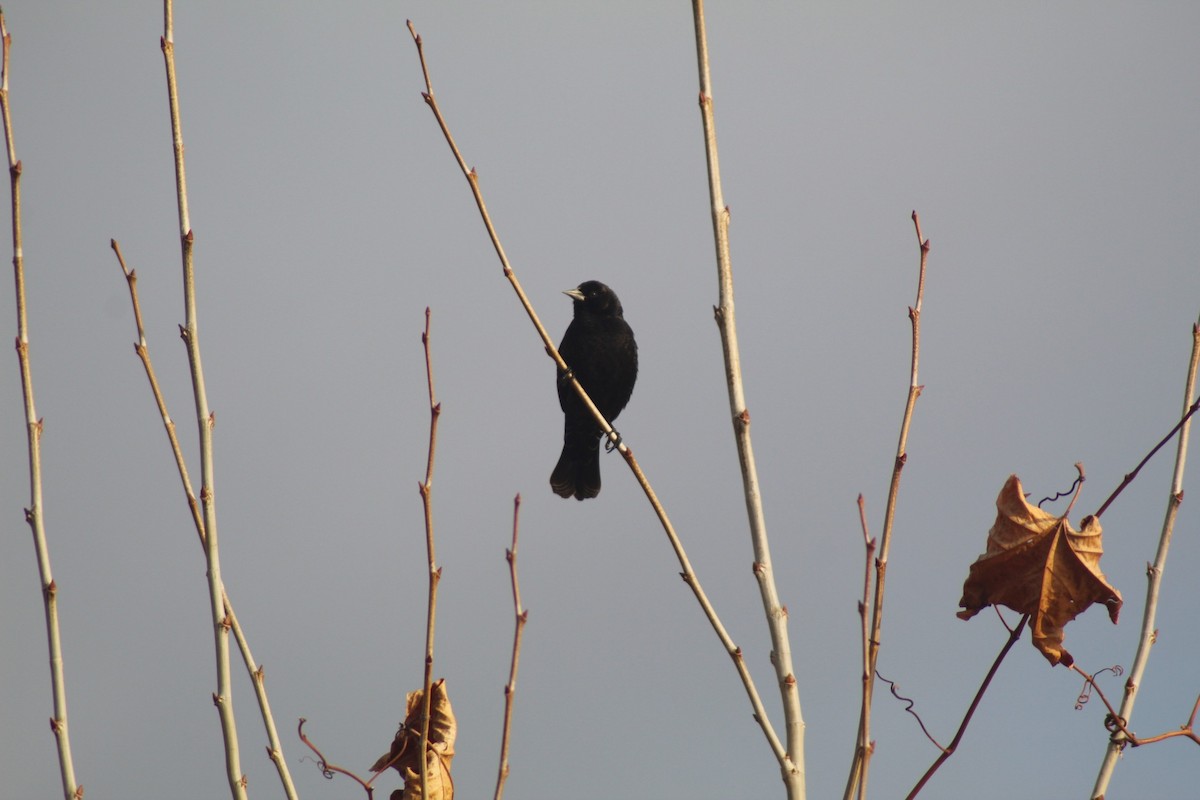 Red-winged Blackbird - ML632518393