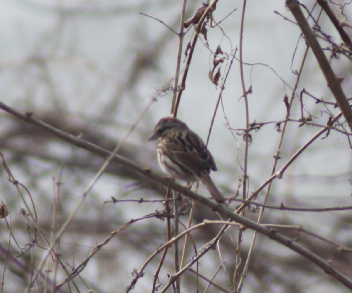 Song Sparrow - ML632518434