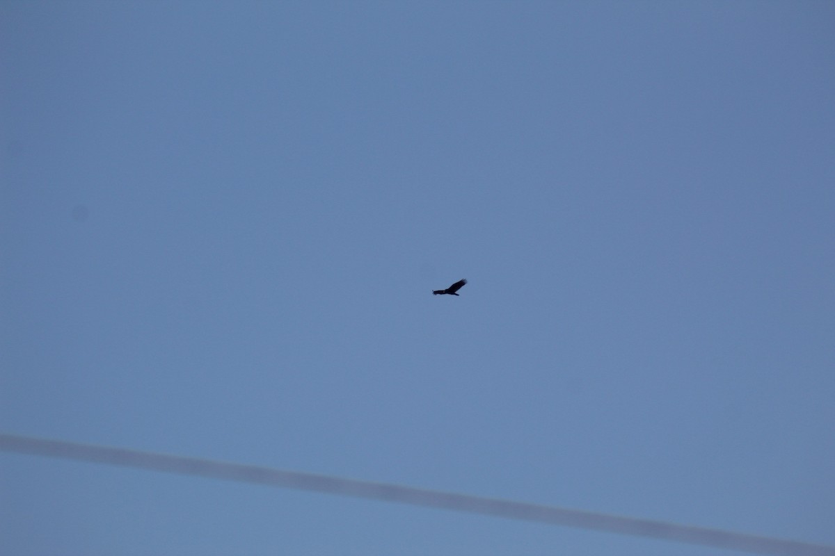 Turkey Vulture - ML632518472