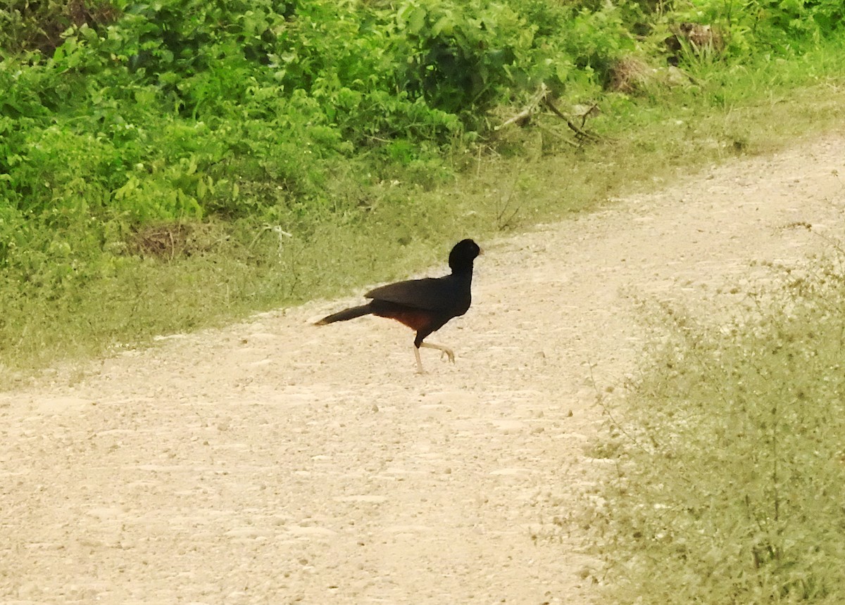 Crestless Curassow - ML632518503