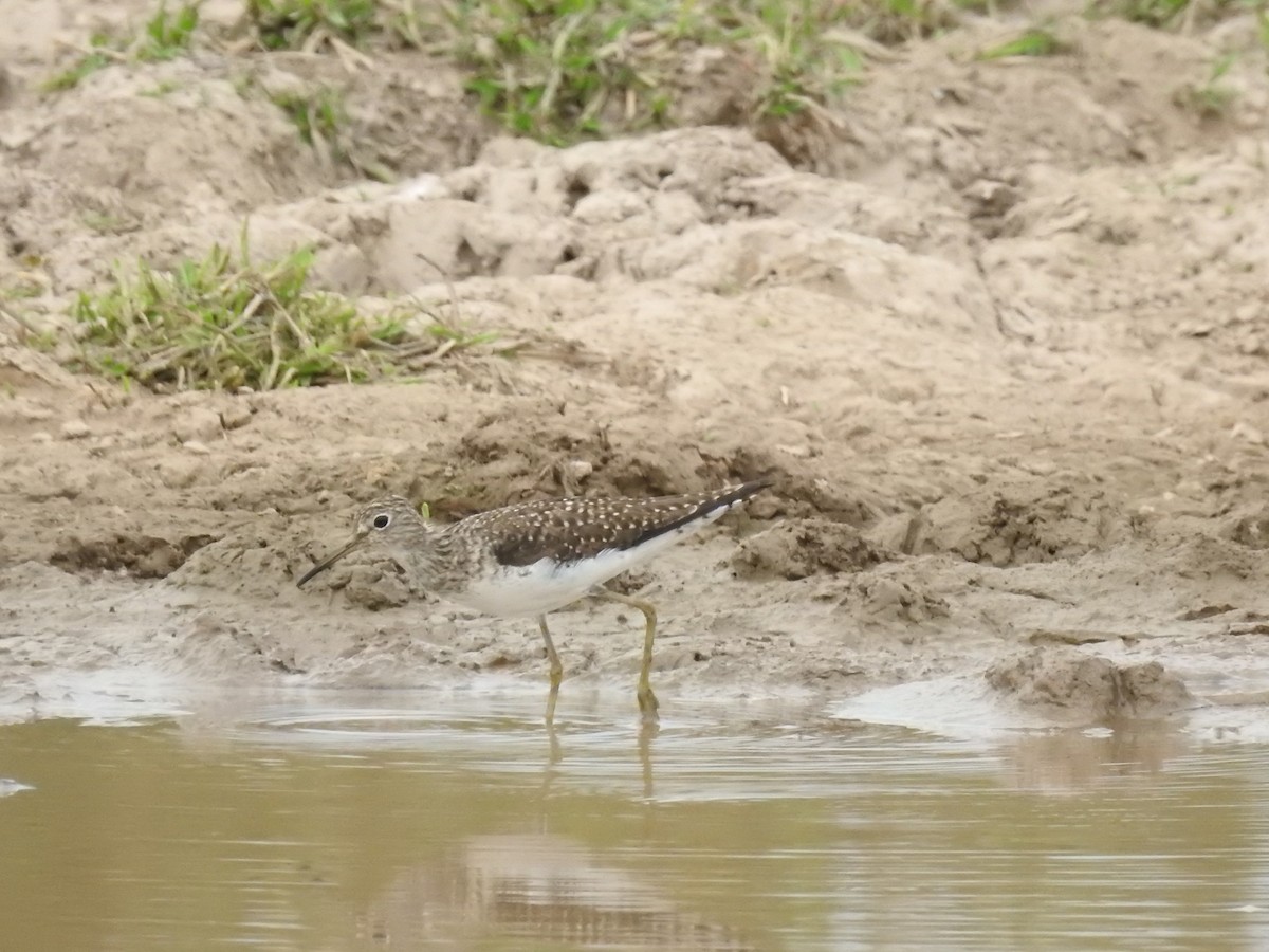 Solitary Sandpiper - ML632518631
