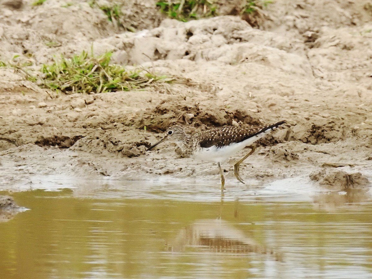Solitary Sandpiper - ML632518632