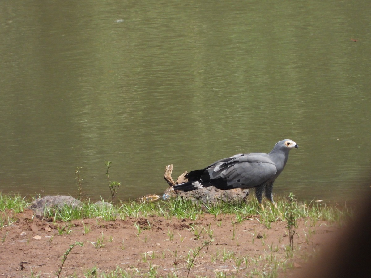 African Harrier-Hawk - ML632518663