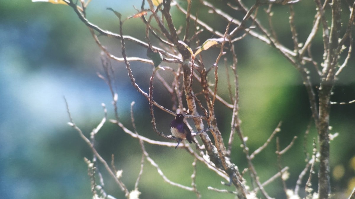 Wine-throated Hummingbird - ML632518720