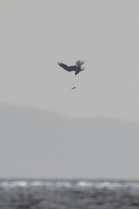 Common Tern - ML632519166