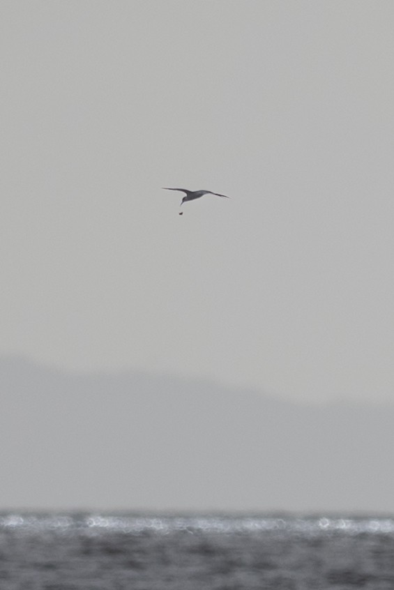 Common Tern - ML632519183