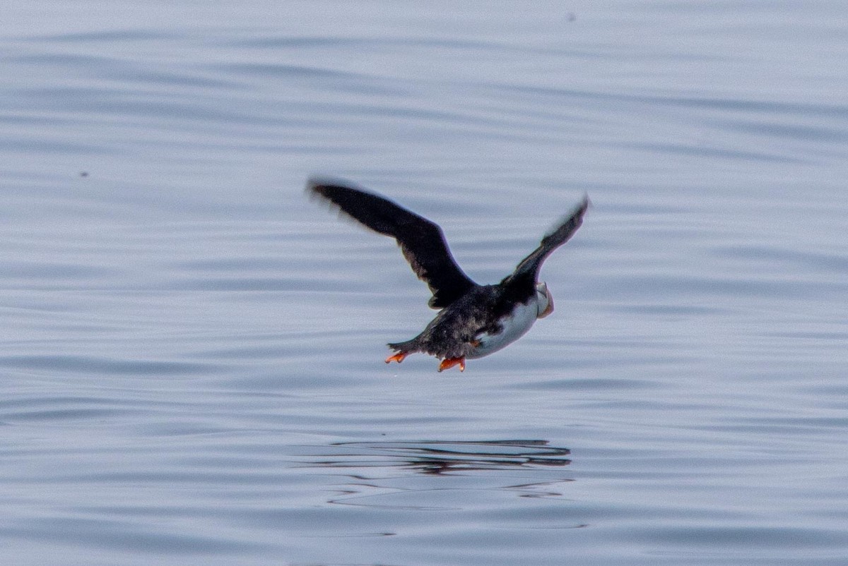 Horned Puffin - ML632519193