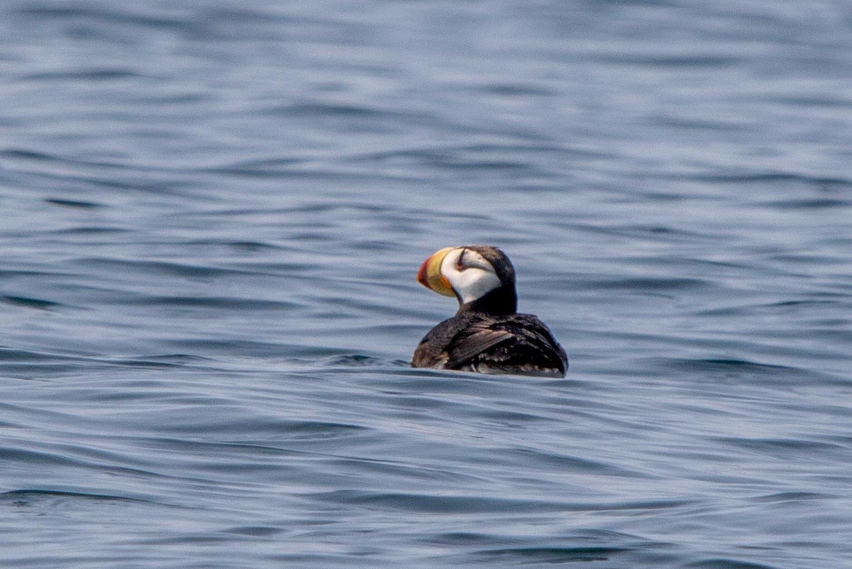 Horned Puffin - ML632519194
