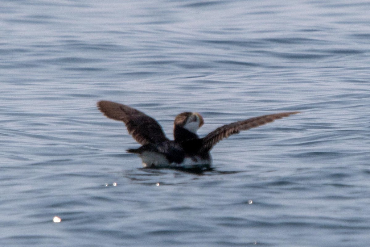 Horned Puffin - ML632519195