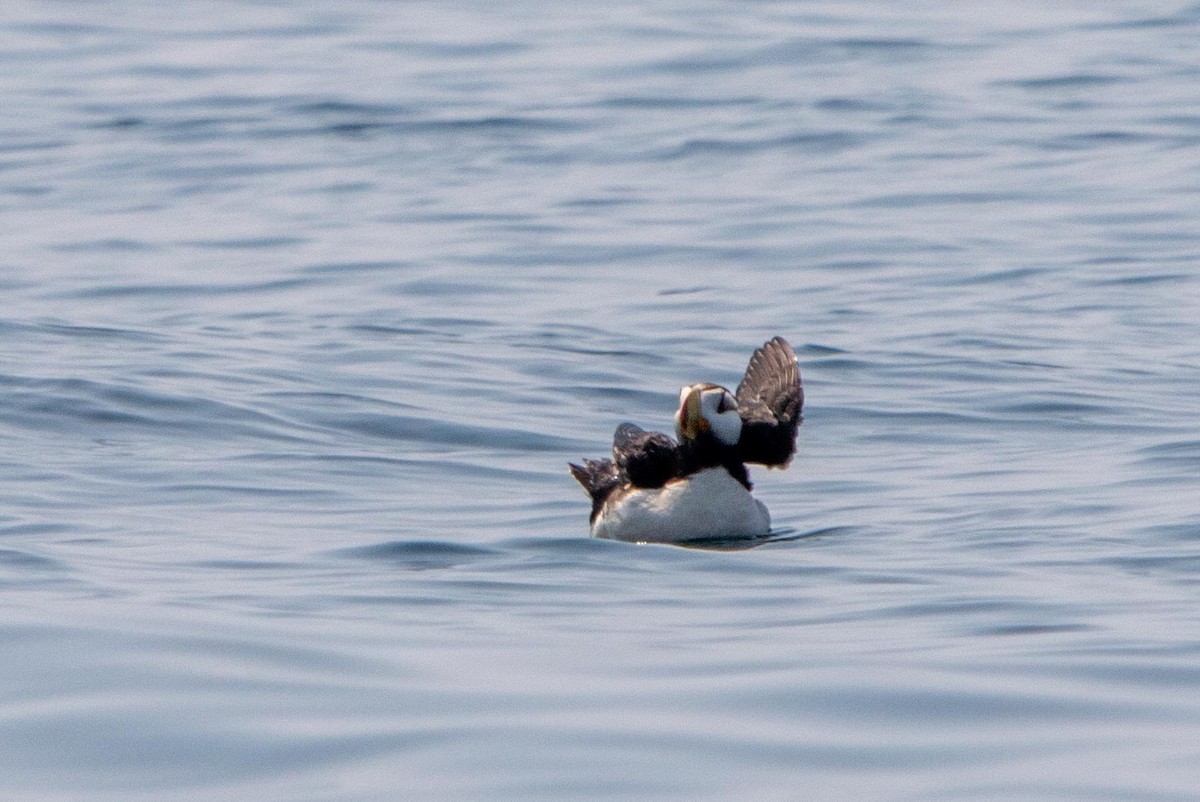Horned Puffin - ML632519197