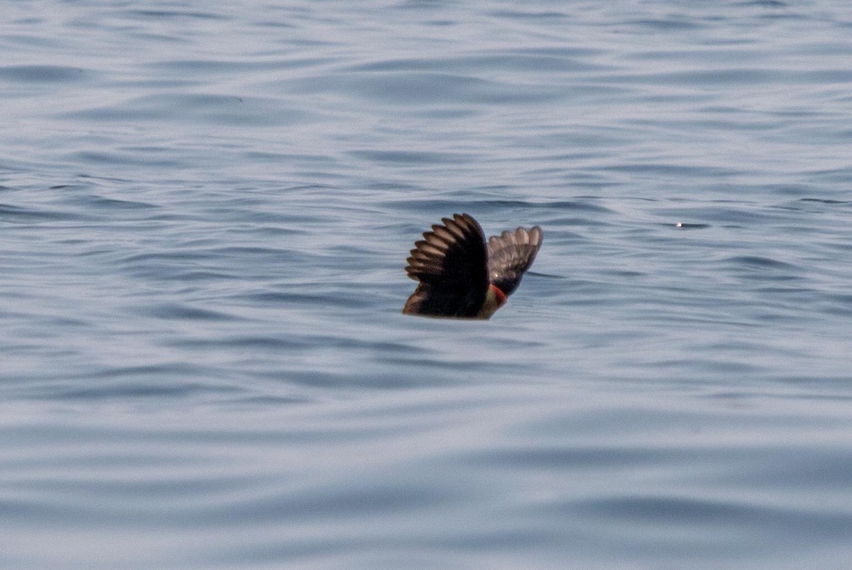 Horned Puffin - ML632519198