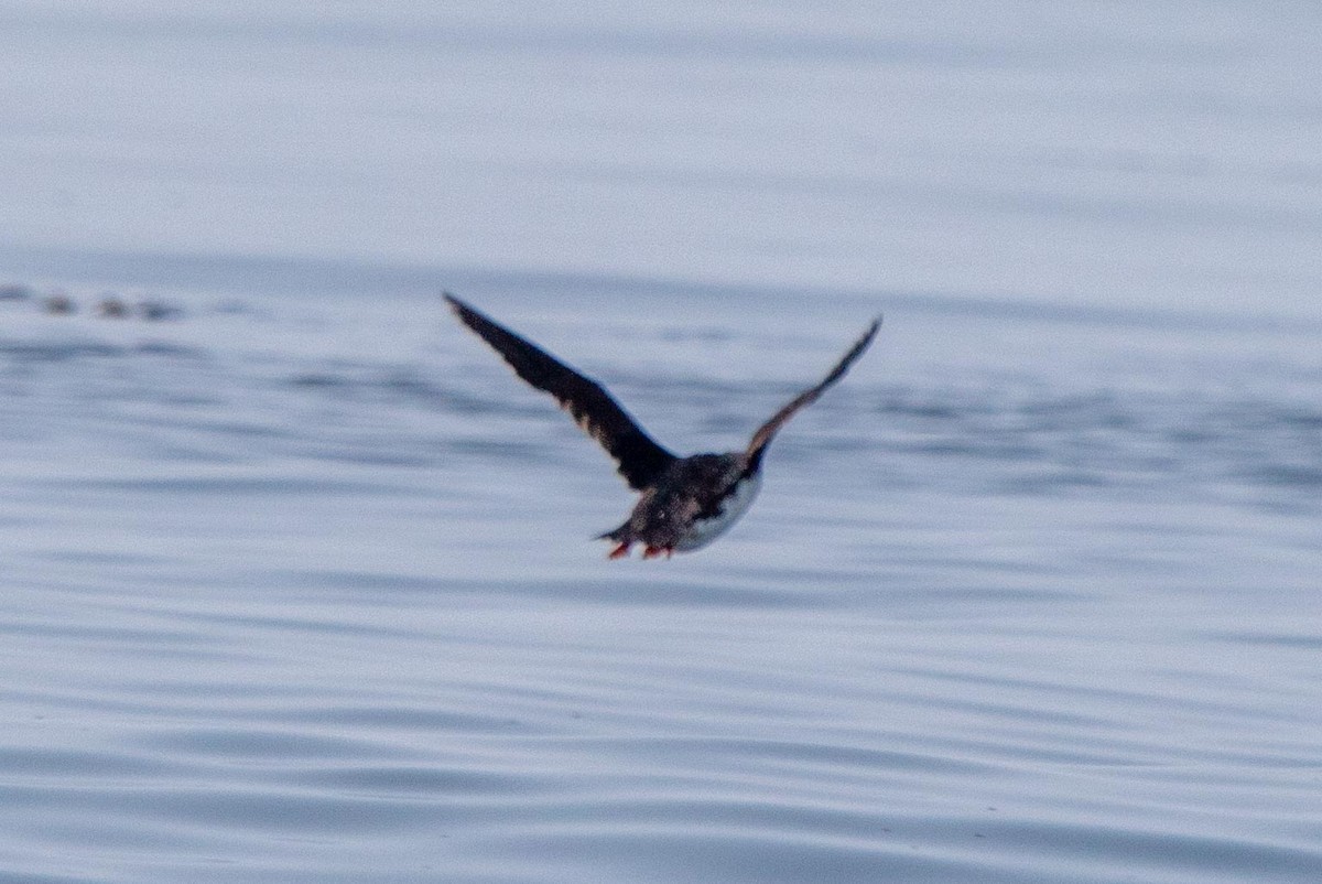 Horned Puffin - ML632519199