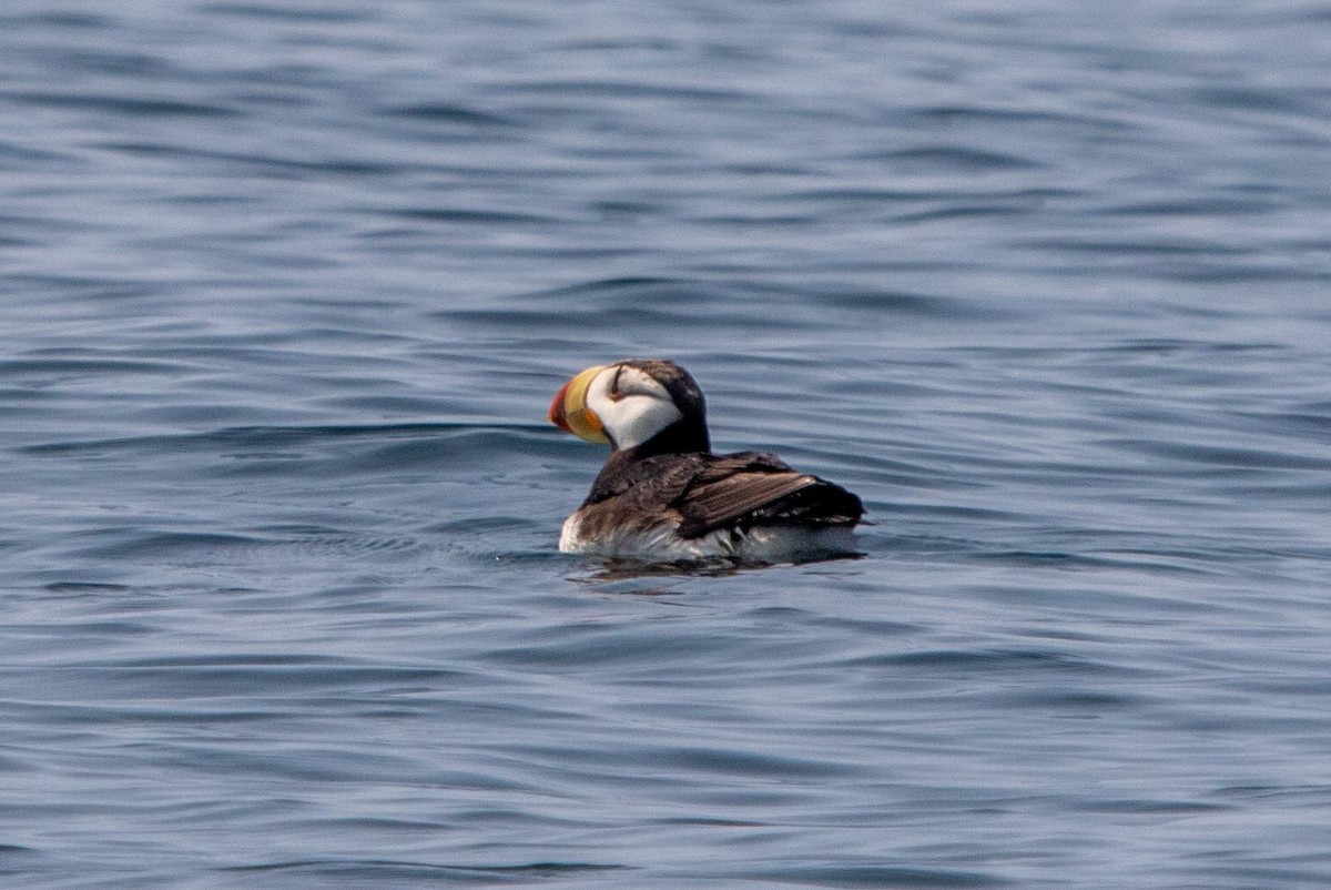 Horned Puffin - ML632519200