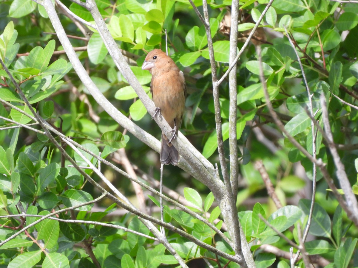 Blue Grosbeak - ML632519254
