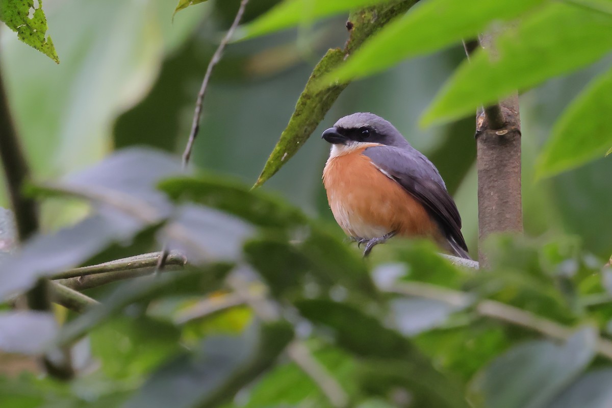 Mountain Shrike - ML632519346