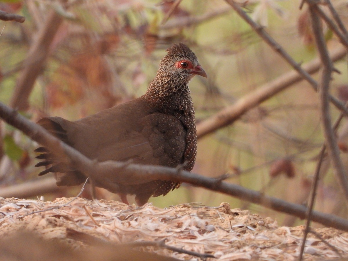 Stone Partridge - ML632519379