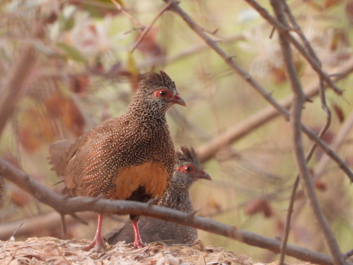 Stone Partridge - ML632519381