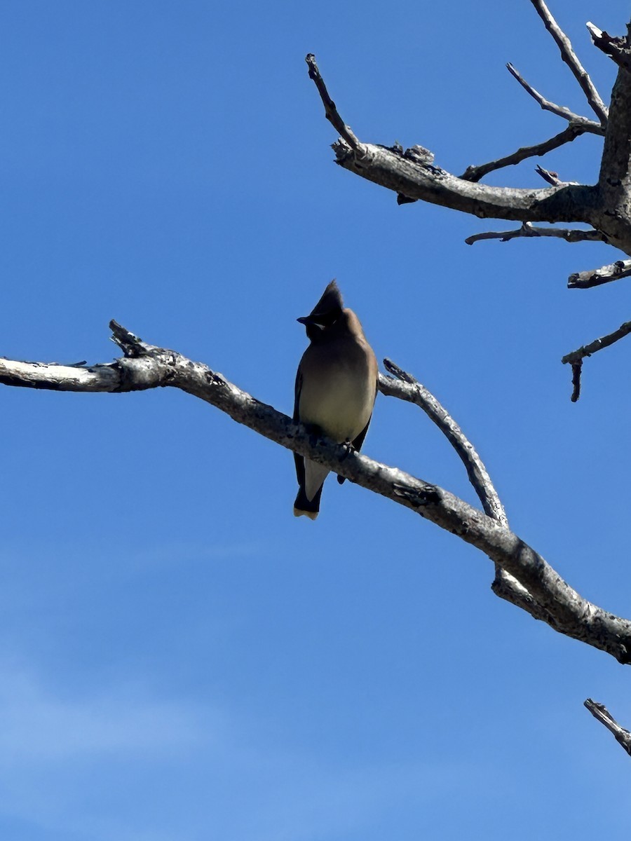 brkoslav americký - ML632519460