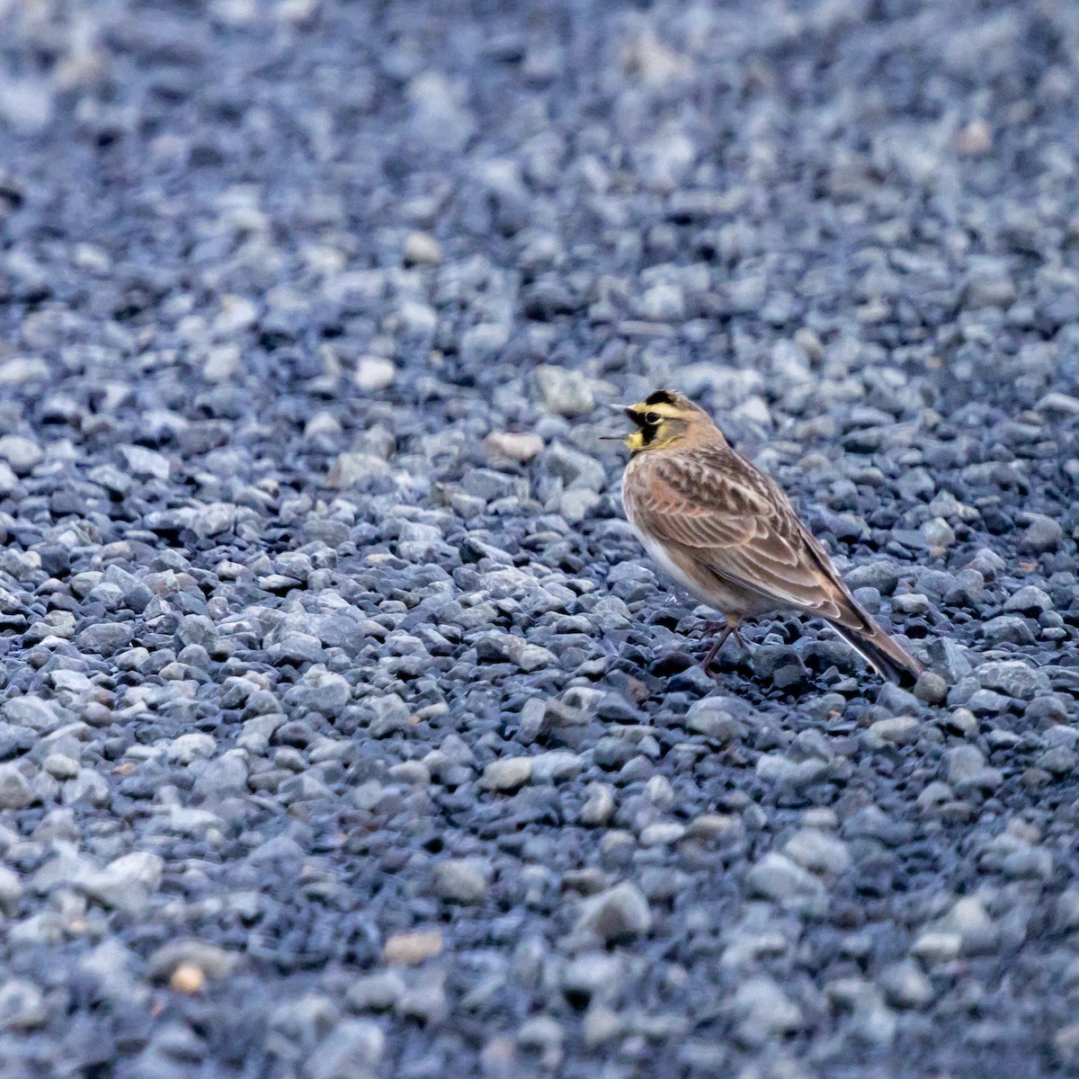 Horned Lark - ML632519568