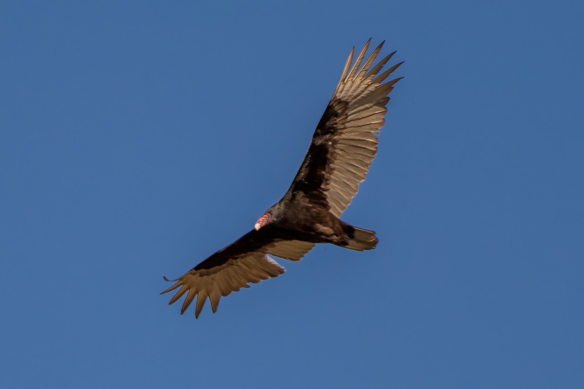 Turkey Vulture - ML632519612