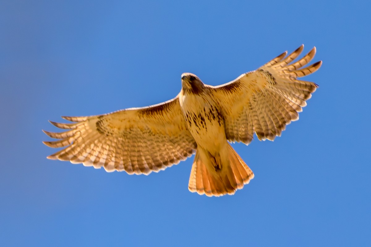 Red-tailed Hawk - ML632519622