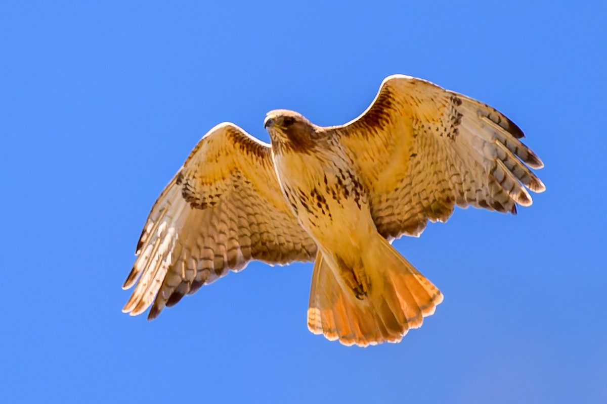 Red-tailed Hawk - ML632519634