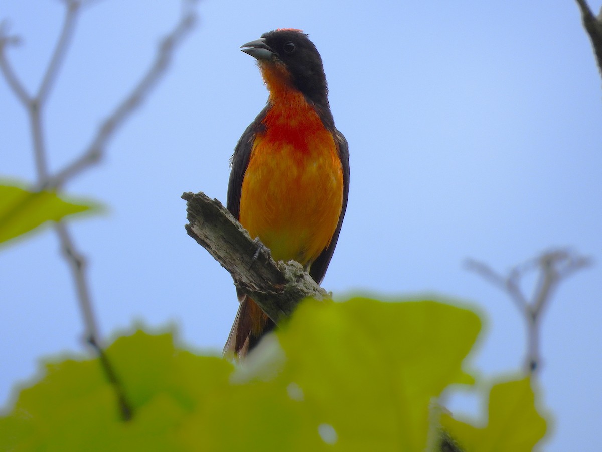 Crimson-breasted Finch - ML632519889