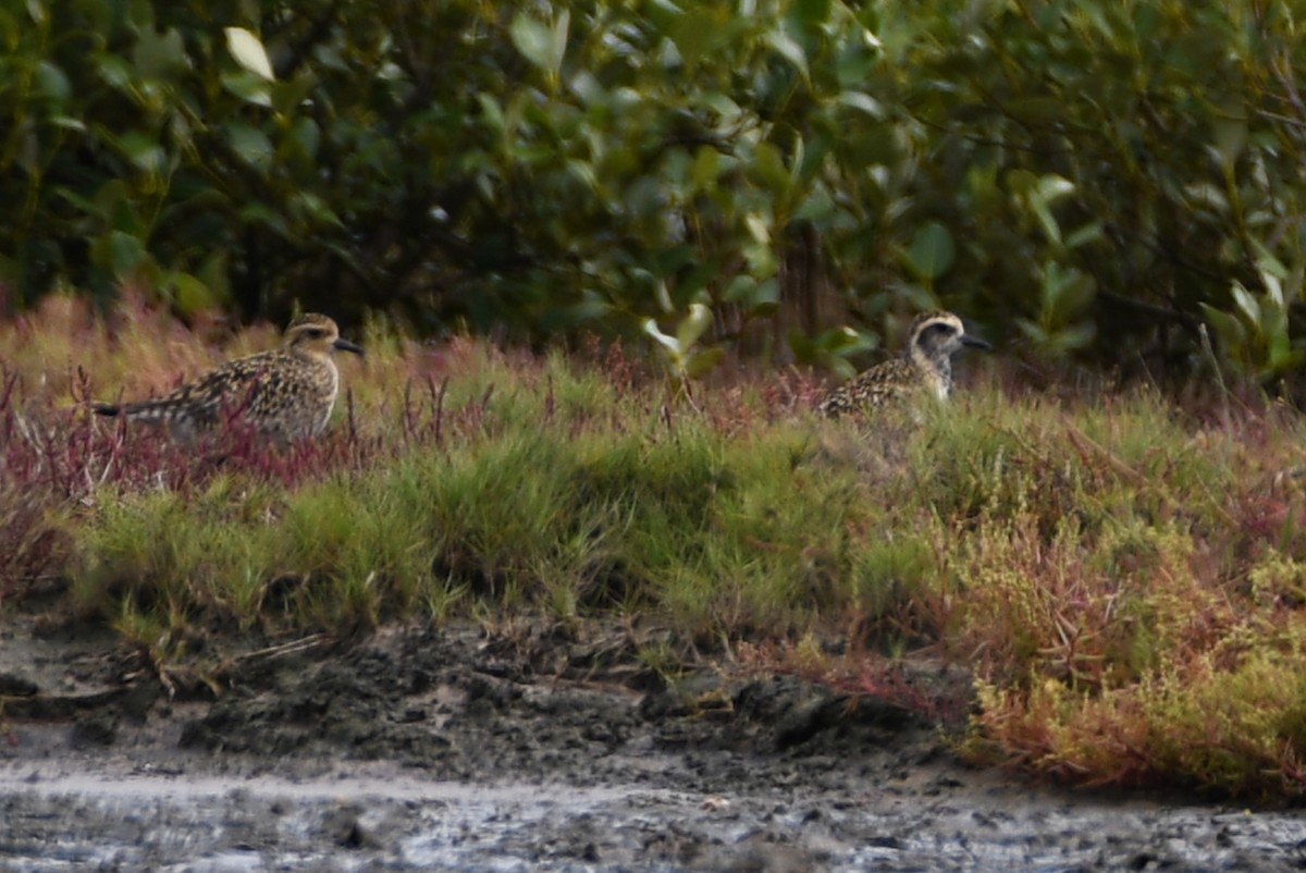 Pacific Golden-Plover - ML632520036