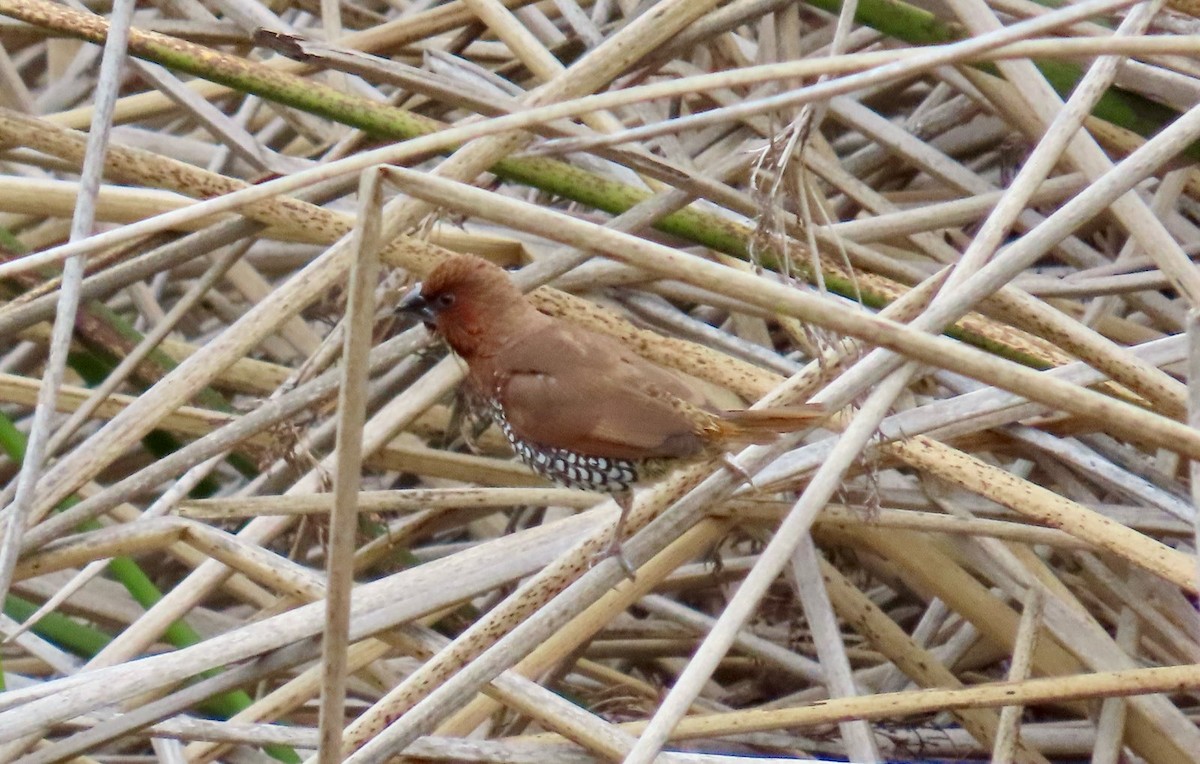 シマキンパラ - ML632520211