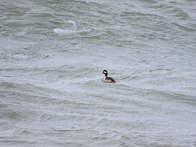 Bufflehead - ML632520221