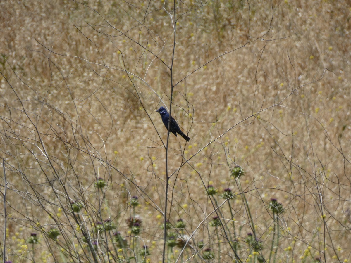 Blue Grosbeak - ML632520263