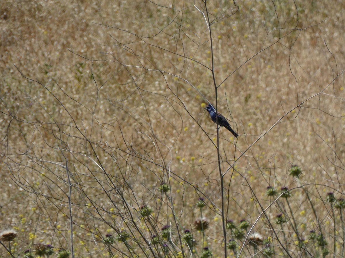Blue Grosbeak - ML632520280