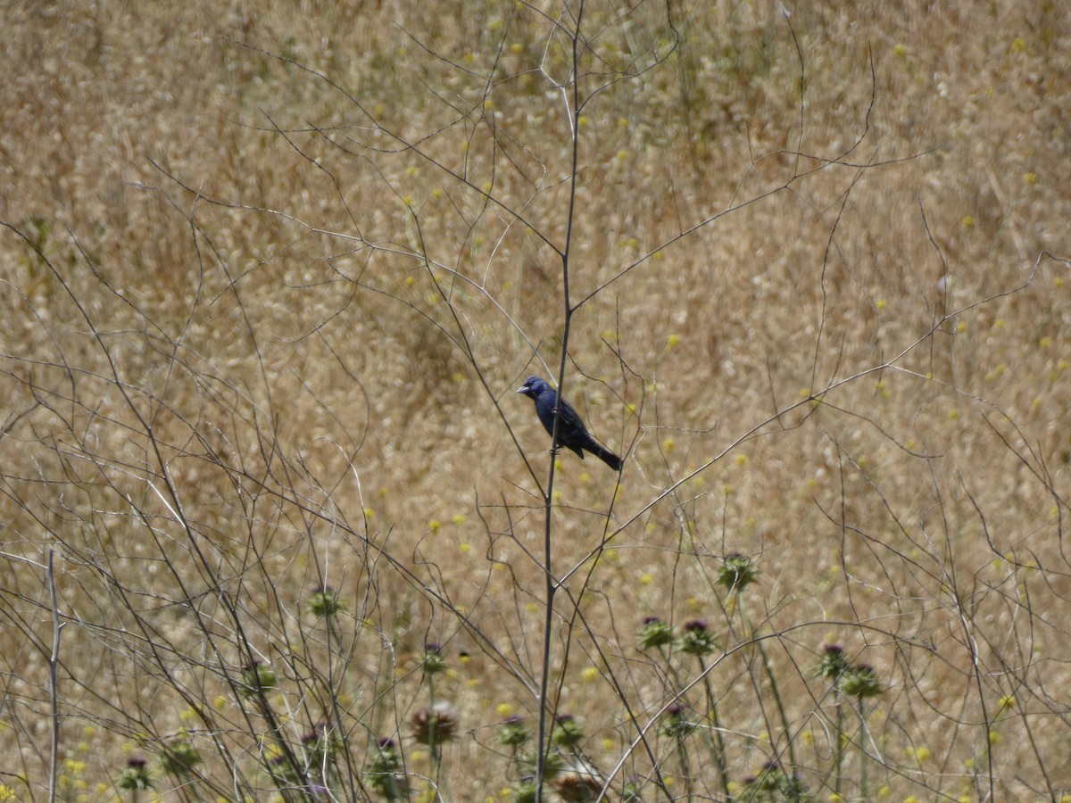 Blue Grosbeak - ML632520293