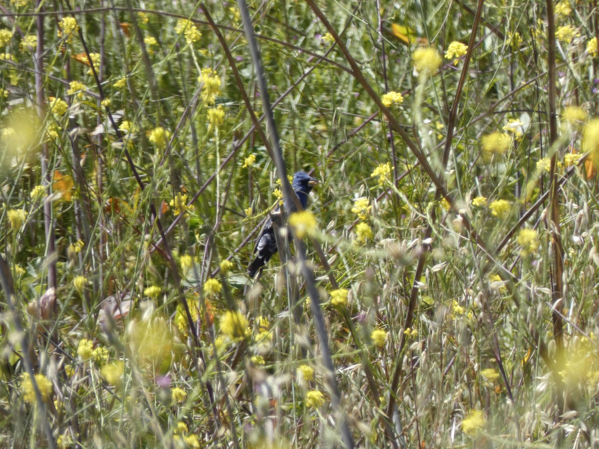 Blue Grosbeak - ML632520317