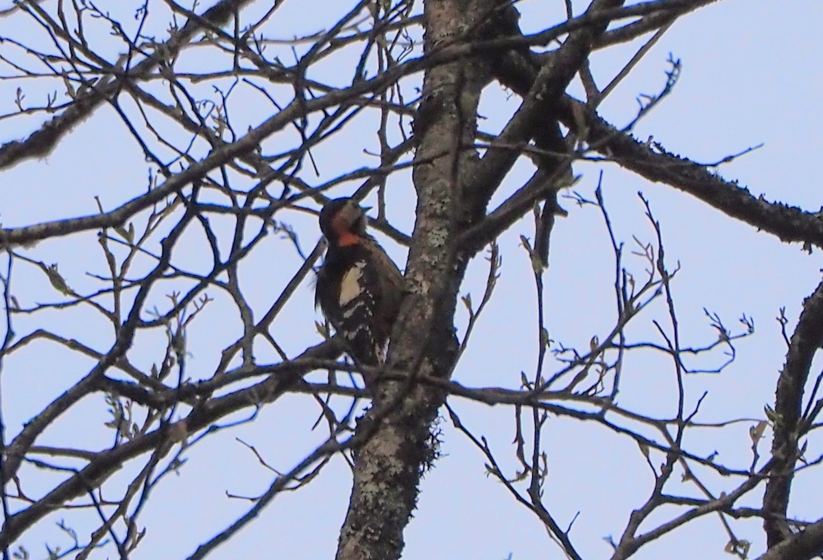 Darjeeling Woodpecker - ML632520347