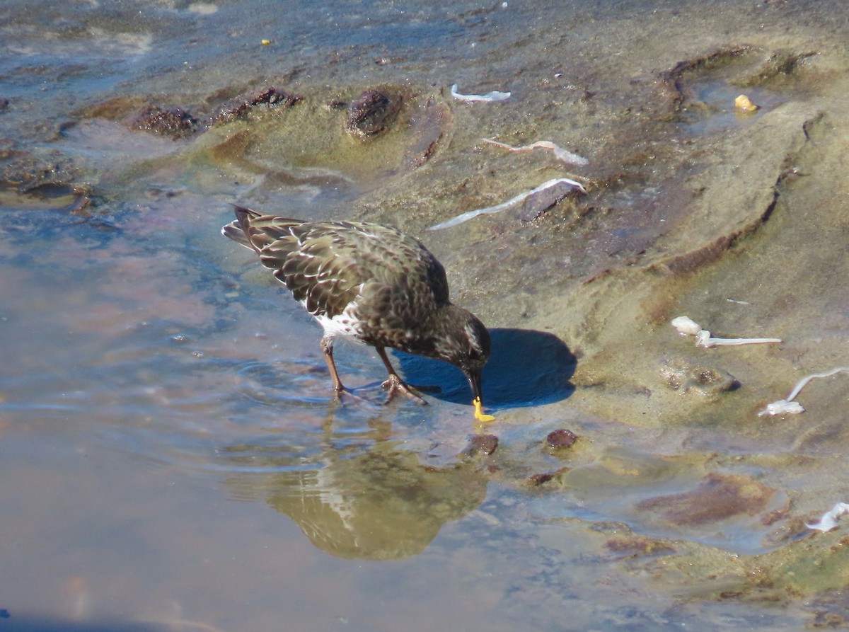 クロキョウジョシギ - ML632520417