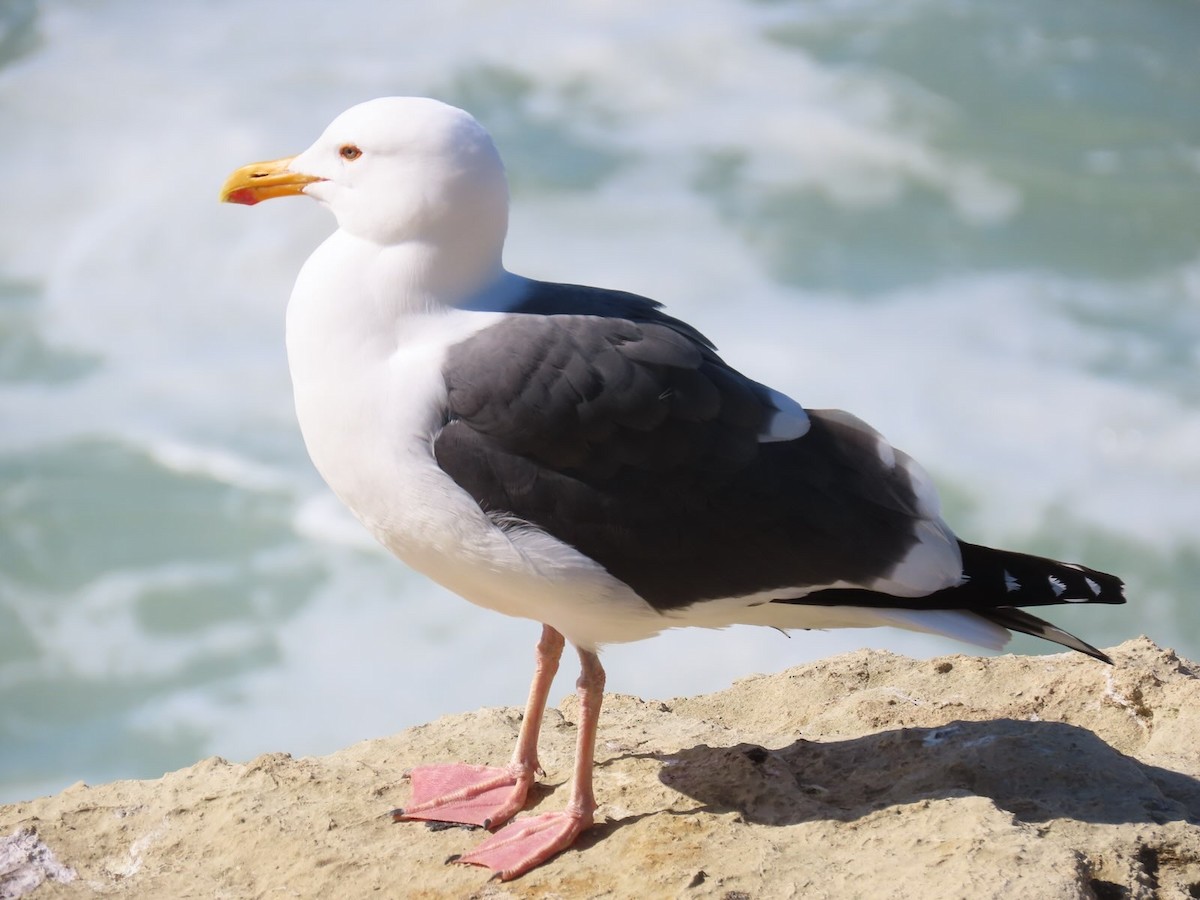 アメリカオオセグロカモメ - ML632520432