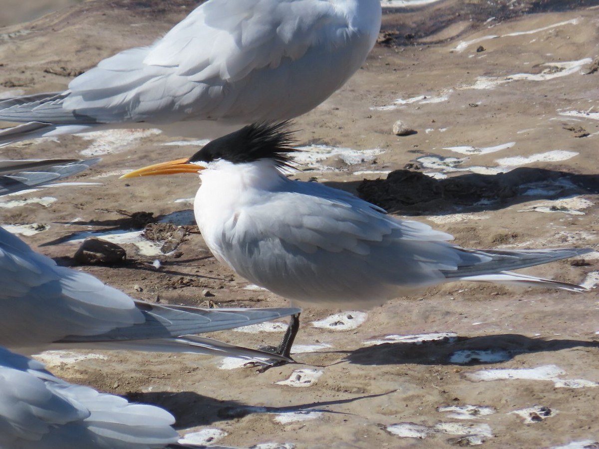 ユウガアジサシ - ML632520455